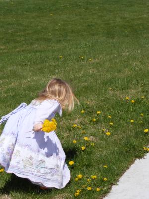 Sarah picks dandelions