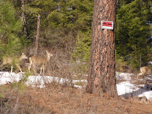 Some deer by the side of the road.
Notice the 