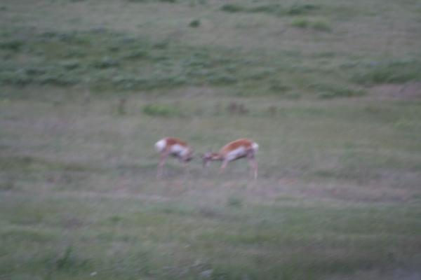 A couple of antelope.