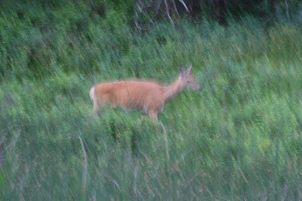 A deer.