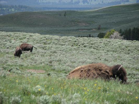 Bison