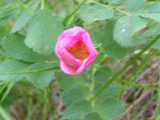 flowers at the Holiday campground