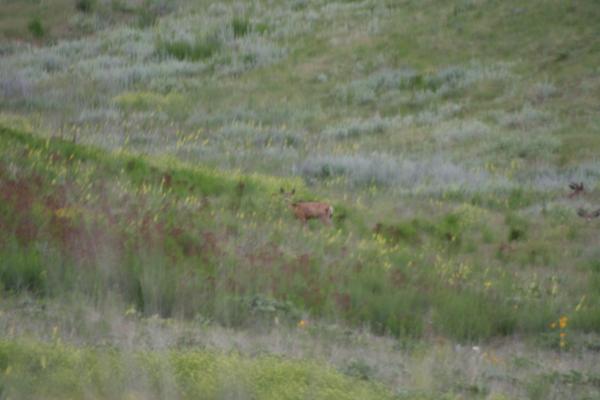 A deer.