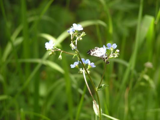 Itty bitty butterfly on itty bitty blue flowers.