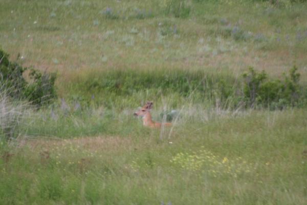 A deer.
