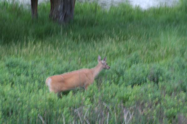 A deer.