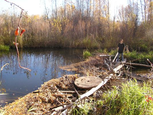 David found a beaver dam.