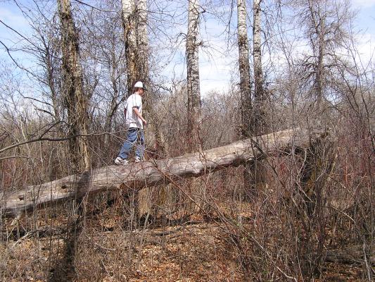 Joe walks up the fallen log.