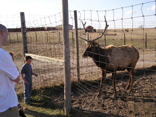 He lowered his antlers at these kids too.
Don't you think a double fence might be a good idea?