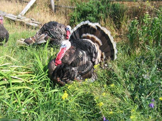 Turkeys