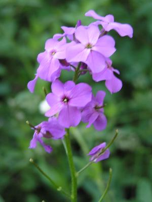 flowers at the Holiday campground