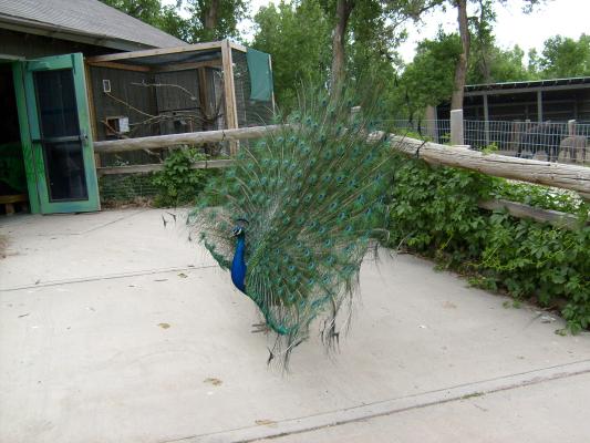 peacock shows off