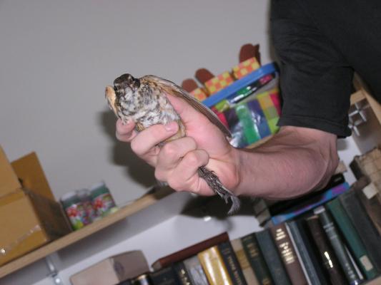 This bird was trapped in our hallway.