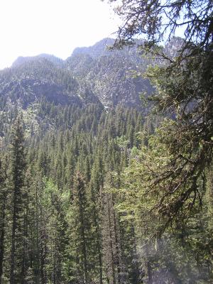 Gallatin National Forest.