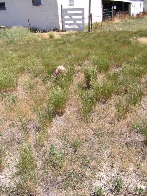 Sarah plays in the grass