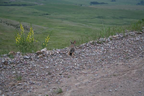 A rabbit by the side of the road.
