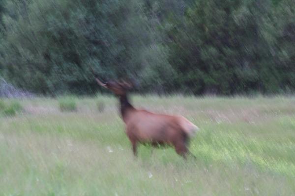 An elk.