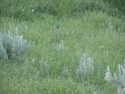 pheasant