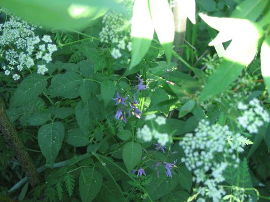 more plants