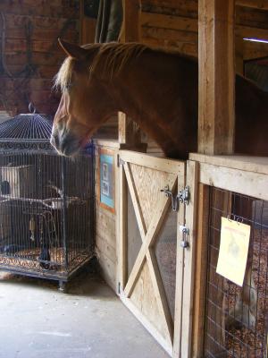 A horse at the zoo.