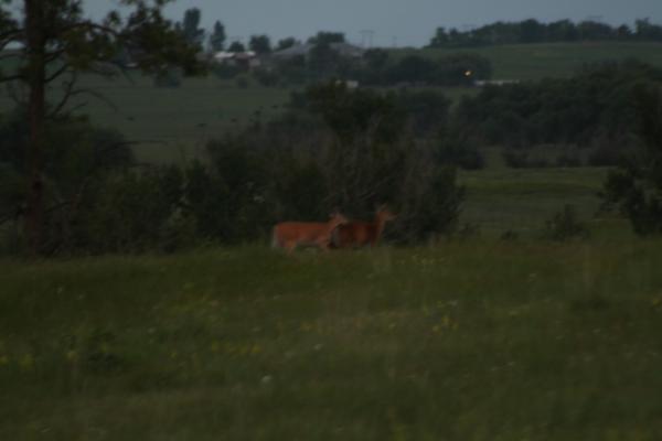 A couple of deer in the dark.