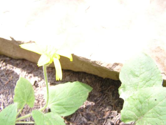 Pretty yellow flower.