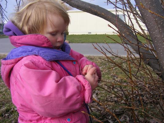 Sarah looks for buds on trees.