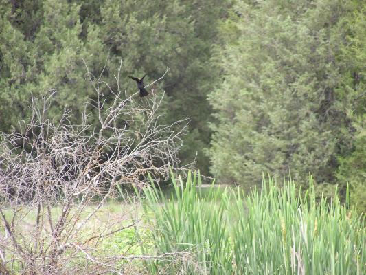 Bird near the nature trail.