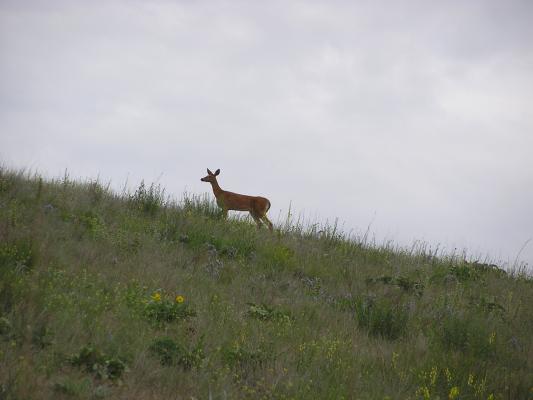 A deer on the skyline.
