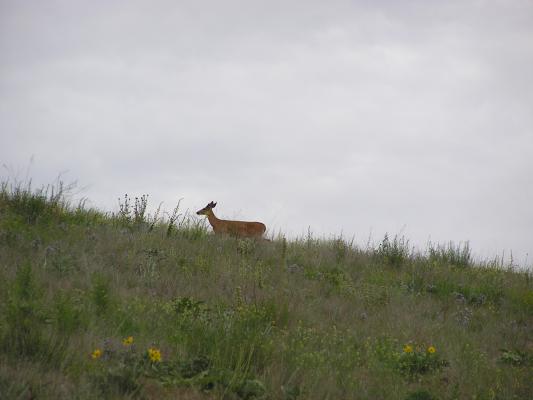 A deer on the skyline.