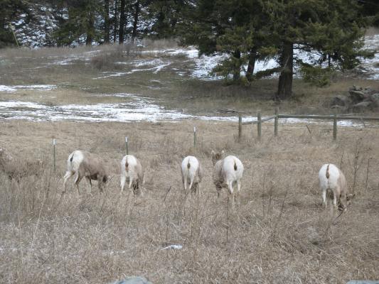 Big horn sheep.
