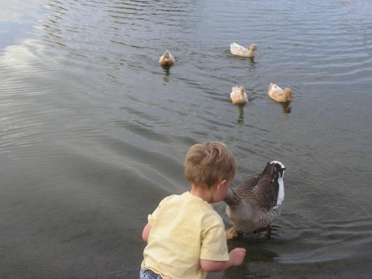 Noah says hi to a goose.