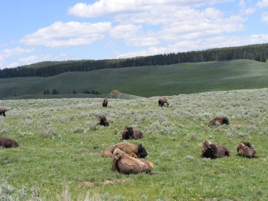buffalo