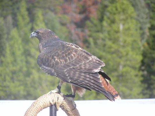 Red-tail hawk