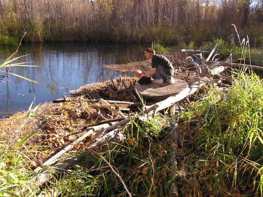 David and Noah explore the beaver dam and play in the water.