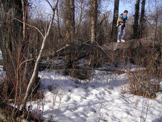 Compare thes log pictures with those on October 23, 2005