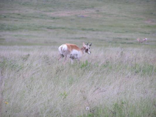 An upclose antelope.