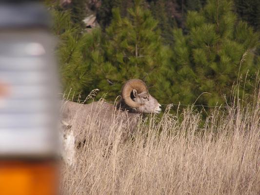 Big Horn sheep and part of a car.