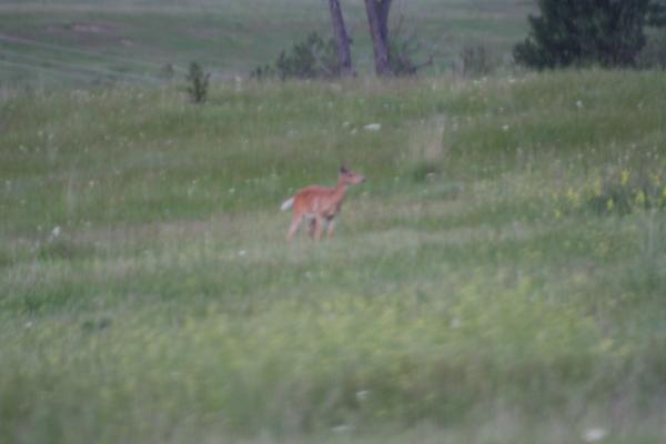 A deer.