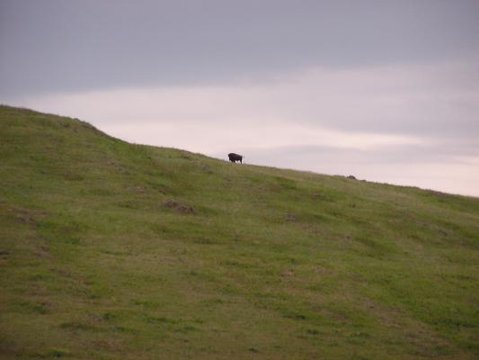 Buffalo on the skyline.