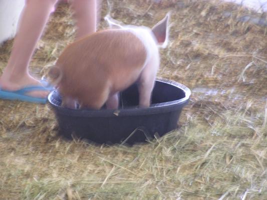 Pigs like to swim in the water dish.