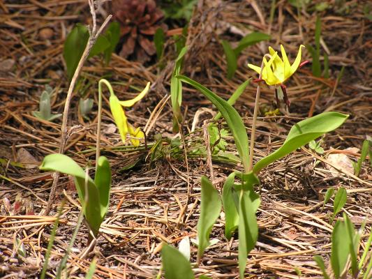 Wild flowers