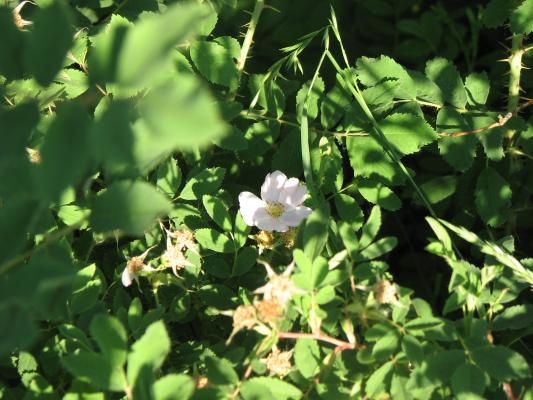 more plants at Gallatin Recreation Area