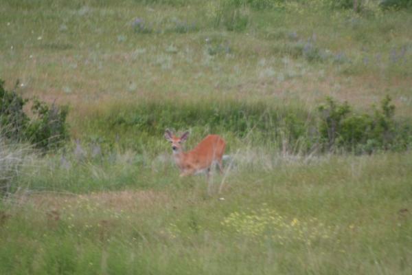 A deer.