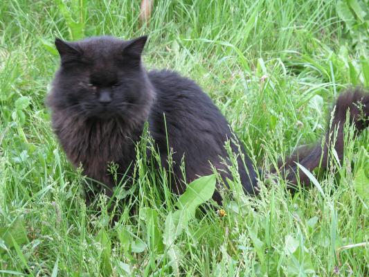 Blacky in the grass.
