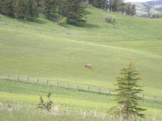 It's an elk in Bridger Canyon.