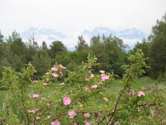 Wild Roses.