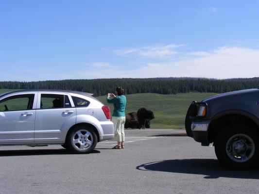 Crazy Bison photographer