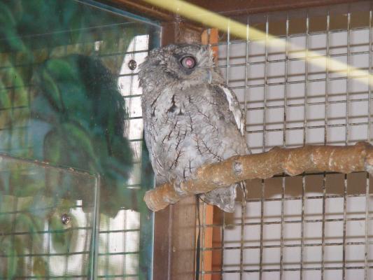 A little owl.