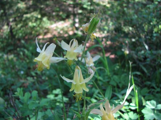 wildflowers